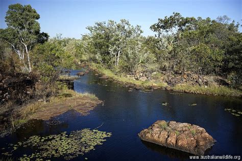 cameron and skye|charnley river wildlife sanctuary.